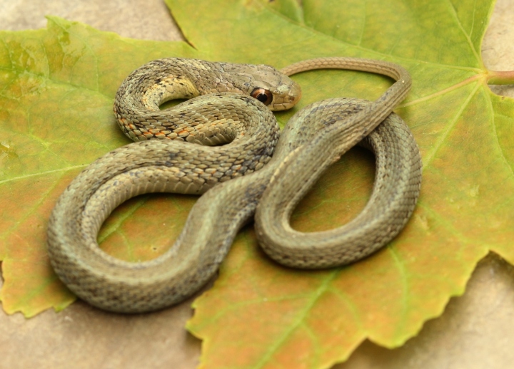 Eastern Garter Snake